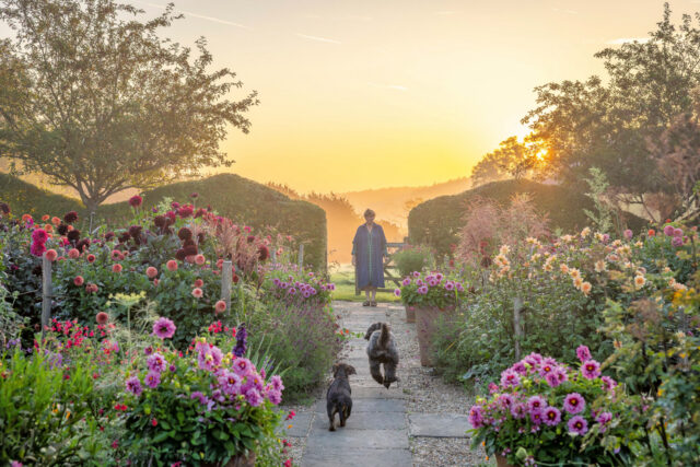 Sarah Raven enjoying the cutting garden at dawn with pots of Dahlia 'Dalaya Meena Yogi' lining the path.