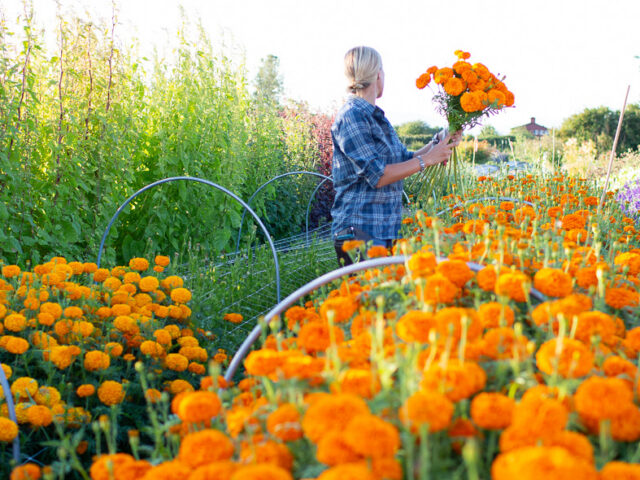 Erin Benzakein kneeling between rows of orange marigolds.