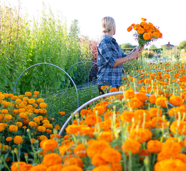 Erin Benzakein kneeling between rows of orange marigolds.