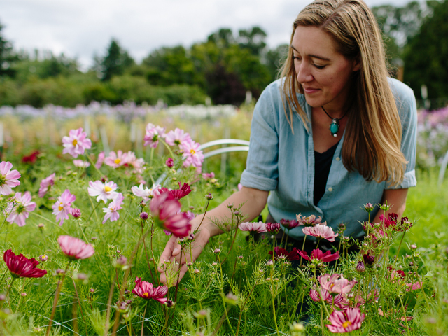 Erin Benzakein looking down at cosmos growing in the field at Floret