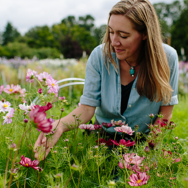 Erin Benzakein looking down at cosmos growing in the field at Floret