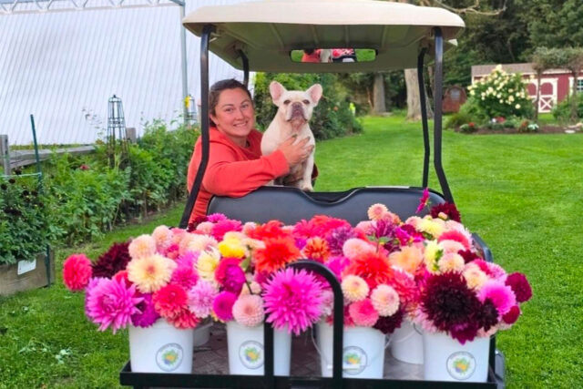 Kennedy Hill Farm owner Michelle Macho with her dog and buckets of dahlia blooms.