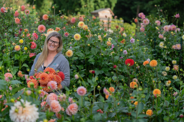 Misfit Dahlias owner Christine Tareen with an armoload of dahlia blooms in the dahlia patch.