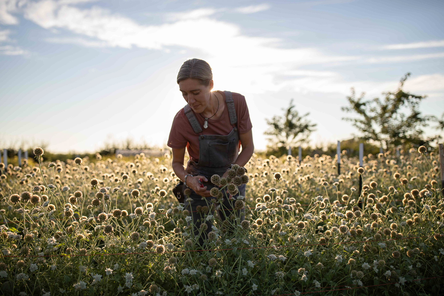 Erin Benzakein harvesting scabiosa seed heads.