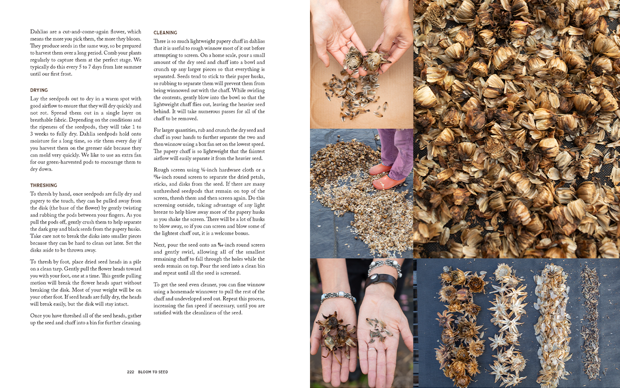 Two of the pages from inside Bloom to Seed.