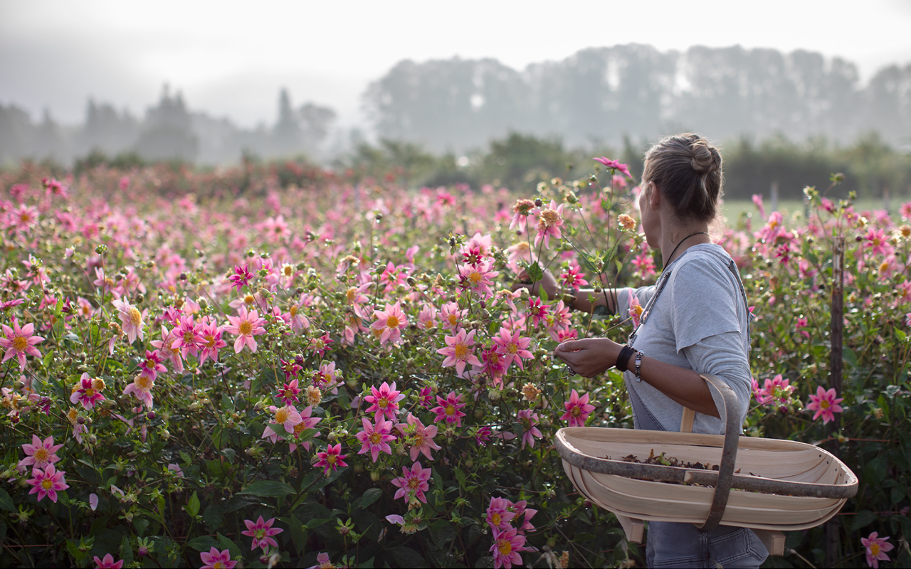 Erin Benzakein harvesting dahlia seed heads.