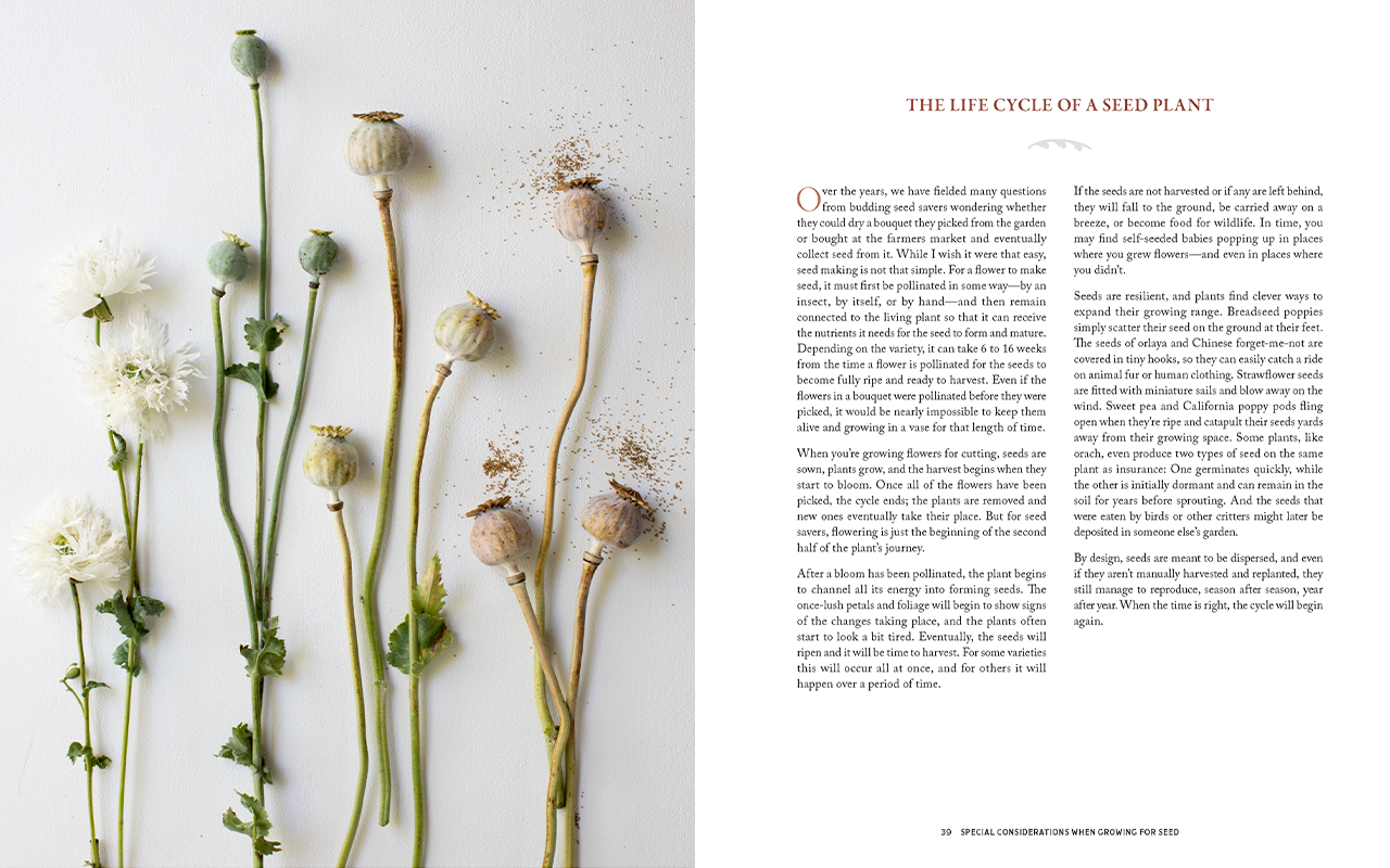 Two of the pages from inside Bloom to Seed.