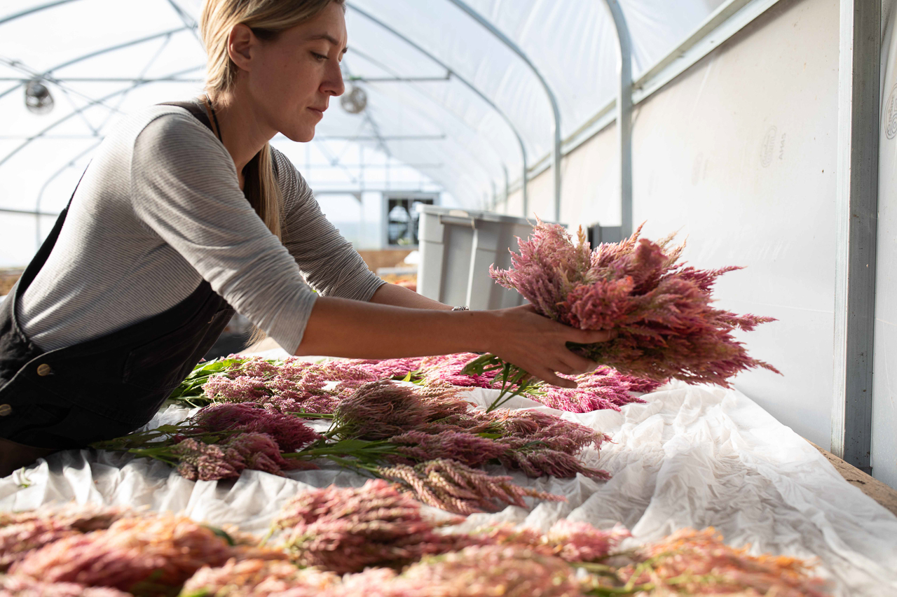Erin Benzakein laying bunches of celosia out to dry in the greenhouse.
