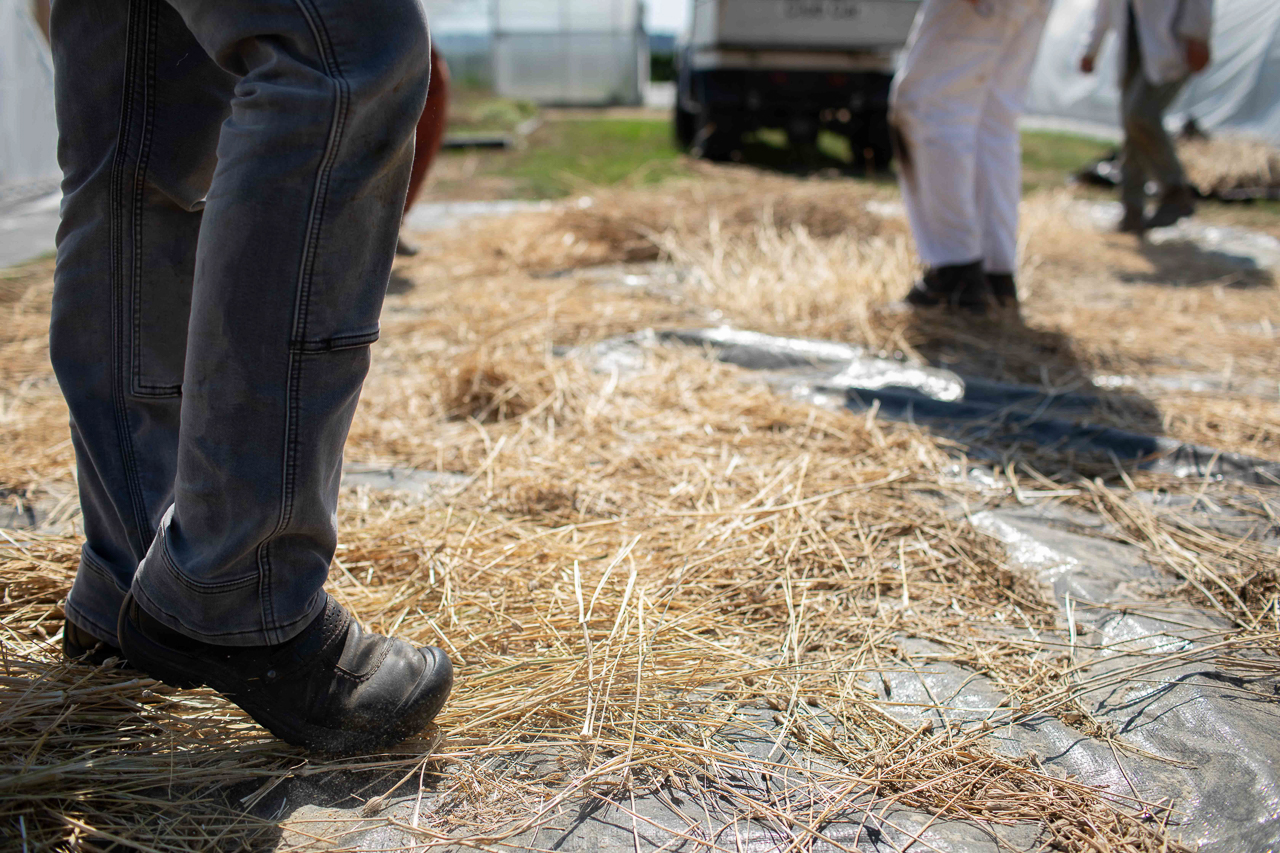 Members of Team Floret thresh seed by stepping on the stems and seed heads.