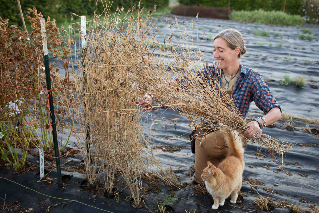 Erin Benzakein harvesting seeds while Timmy the orange tabby cat stands close by.