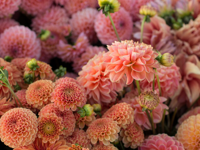 A close up of sherbet toned dahlia blooms.