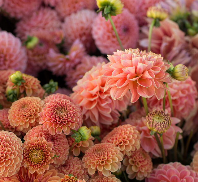 A close up of sherbet toned dahlia blooms.