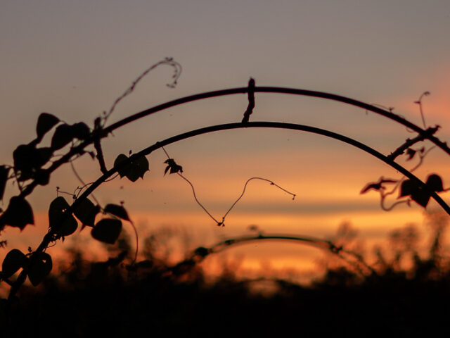 Close up of vines growing on a trellis at sunrise