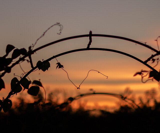 Close up of vines growing on a trellis at sunrise